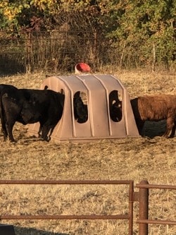 Cattle feeding from Hay Bonnet in autumn field