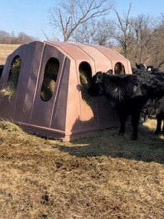 Cattle feeding from Hay Bonnet in winter field